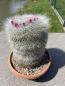 Preview: Mammillaria hahniana